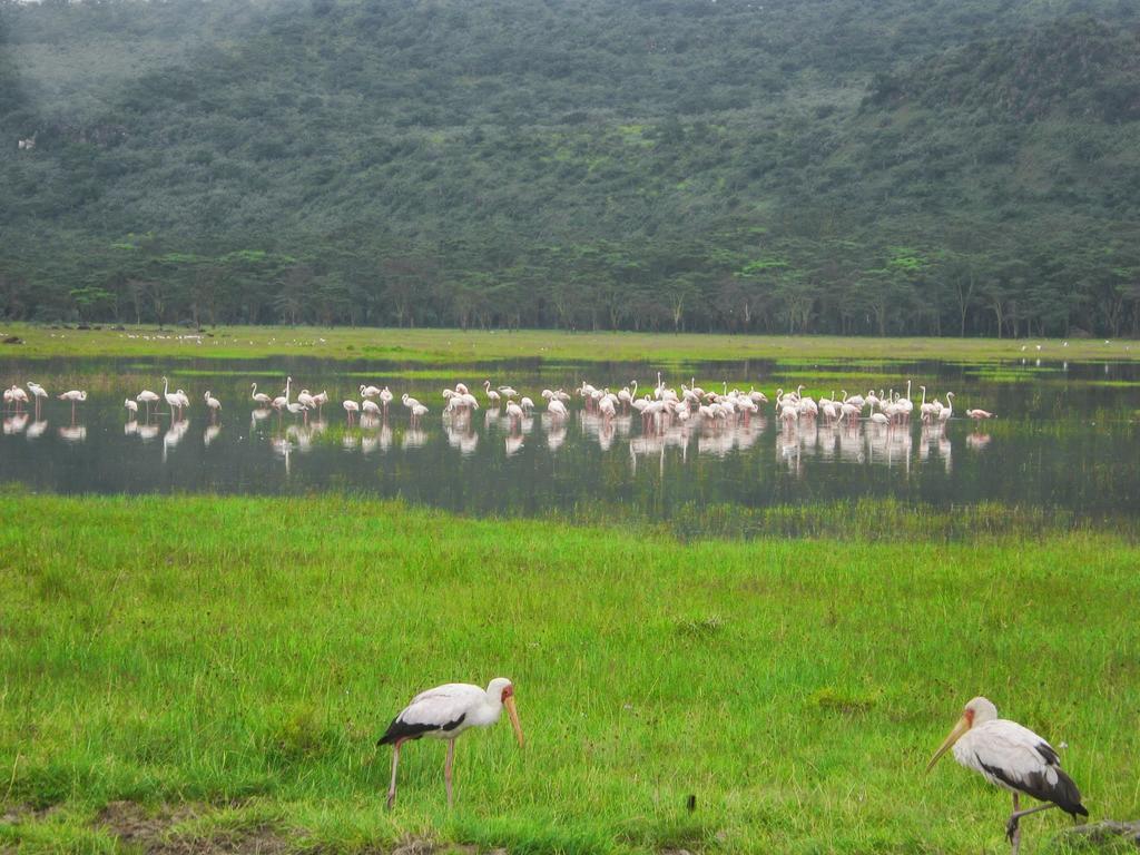Lake Naivasha Resort Eksteriør billede