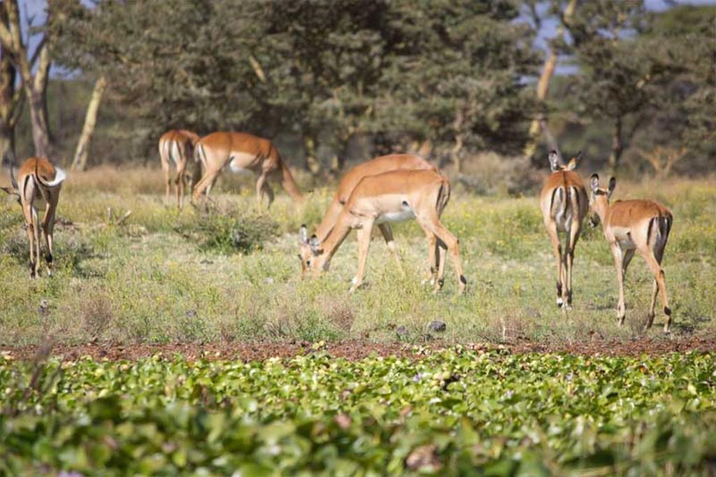 Lake Naivasha Resort Eksteriør billede